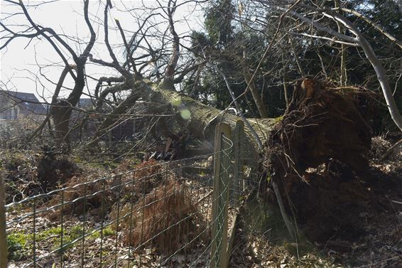 Oude boom valt op tuinhuisje in Paal - Beringen