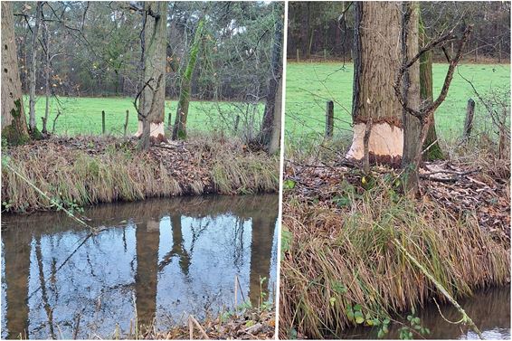 Over de bever die een dikke boom uit koos - Pelt