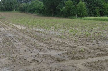 Overvloedige regen: schade aan landbouwteelten? - Overpelt
