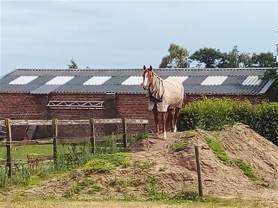 Peer - Paard met uitzicht