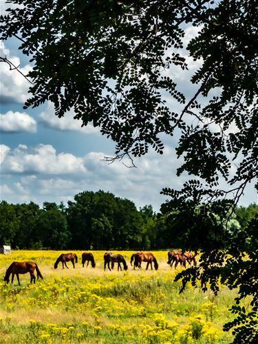 Paarden en wolken in de Kolonie - Lommel