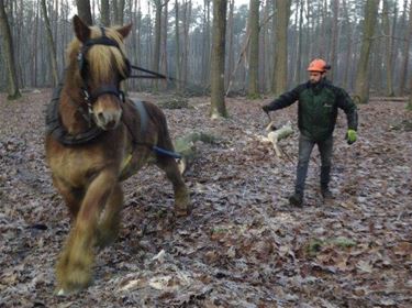 Paardenkracht voor groenbeheer - Beringen