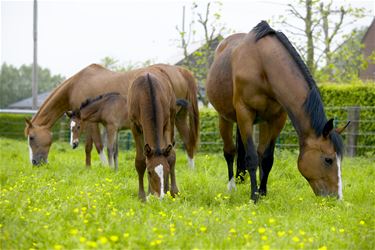 Paardensector in Limburg groeit