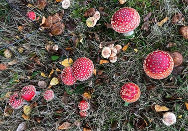 Paddenstoelen (5) - Pelt