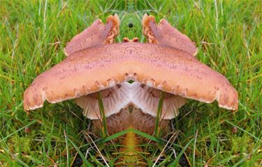 Paddenstoelen (7): de prachtvlamhoed - Pelt