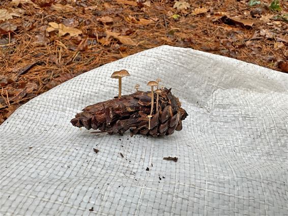 Paddenstoelen op dennenappel - Peer