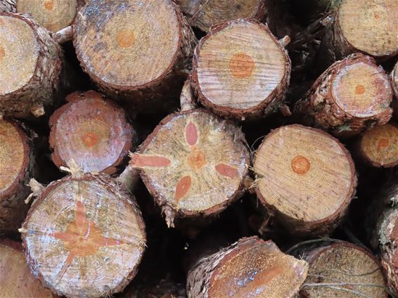 Patronen in hout trekken de aandacht - Lommel