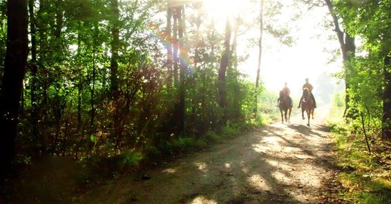 Peer - Peer en omgeving te paard verkennen