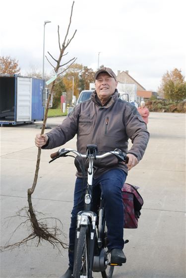 Peltenaren krijgen opnieuw boom van de gemeente - Pelt