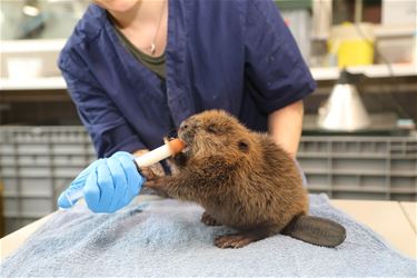 Piepkleine bever opgevangen in NHC - Oudsbergen