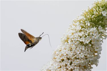 Kolibrievlinder - Beringen