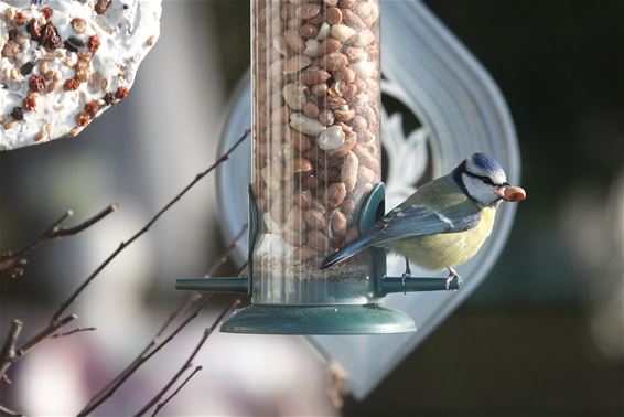 Pimpelmees doet het goed in Vlaamse tuinen - Pelt