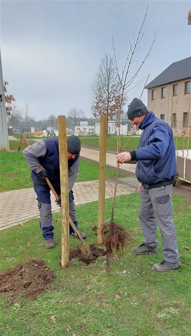 Plant een boom! - Beringen