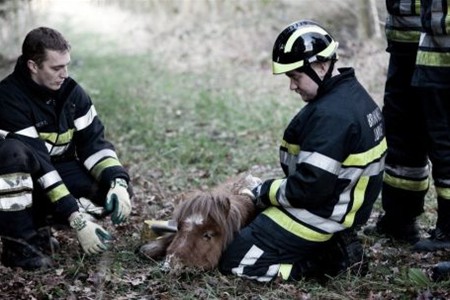 Pony bevrijd door brandweer - Neerpelt