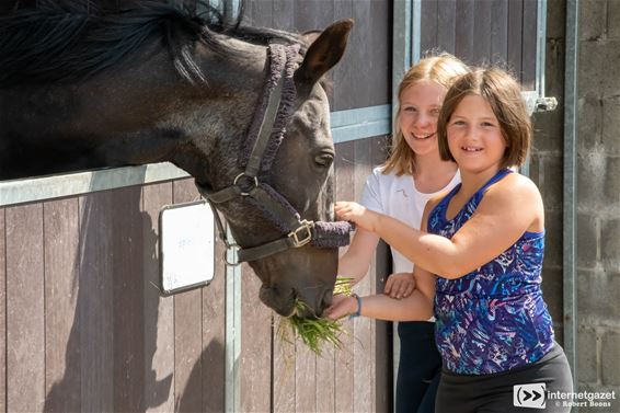 Pony's verzorgen en knuffelen op De Heuvelhoeve - Lommel