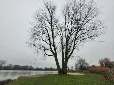 Populier aangetast door zwammen - Beringen