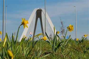 Prachtige krokusvakantie voorbij - Beringen