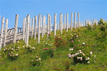 Prachtige lentekleuren - Beringen