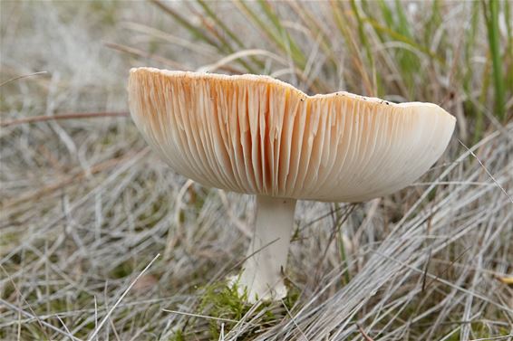 Prachtige paddenstoelen op 't Hageven - Pelt