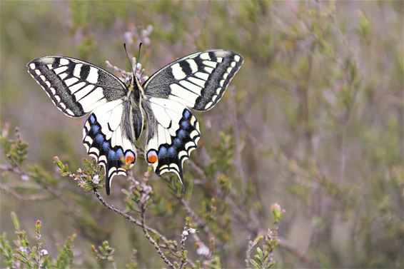 Prachtige vlinder op de Blekerheide - Lommel
