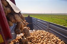Productie van aardappelen steeg met 21%