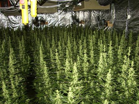 Professionele cannabisplantage ontmanteld - Hamont-Achel