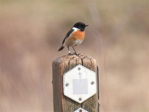 Puur natuur in het Hageven - Pelt