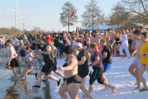Beringen - Record aantal ijsberen aan Paalse Plas