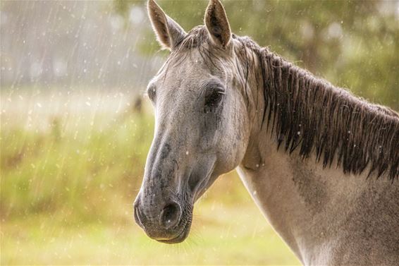 Regen........ zalig! - Lommel