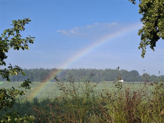 Regenboog én afval op de Rieterheide - Pelt