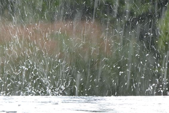 Regenspetters - Lommel