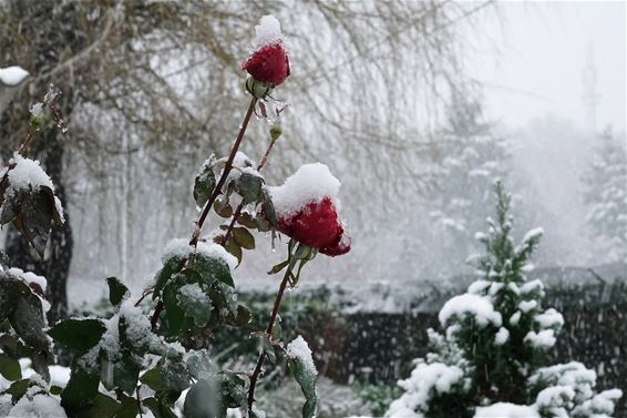 Rode rozen in de sneeuw - Pelt