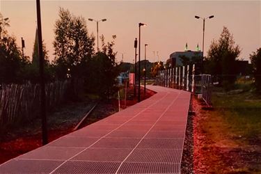 Rood licht voor vleermuizen - Beringen