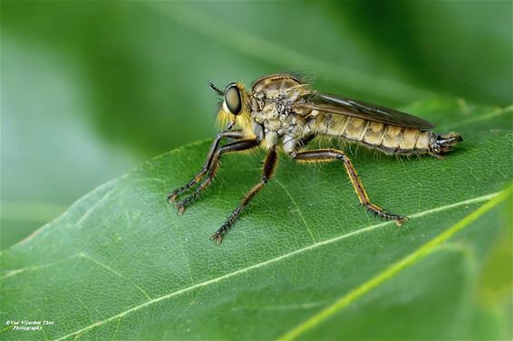 Roofvlieg houdt wacht langs de Warmbeek - Hamont-Achel