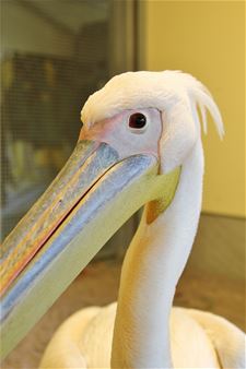 Roze pelikaan gevangen - Lommel & Oudsbergen