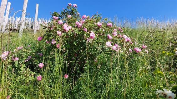 Rozen op be-MINE pronken in volle glorie - Beringen