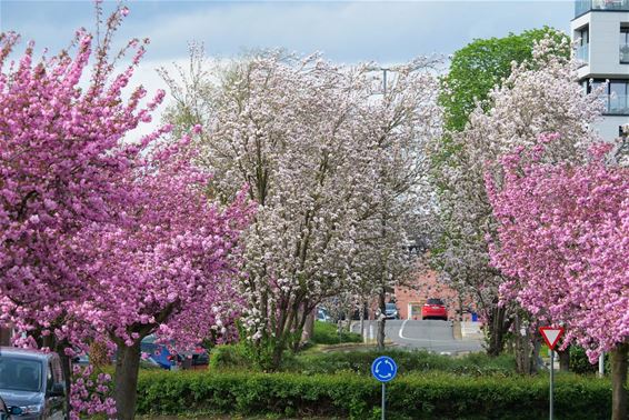 Rozenlaan in bloei - Beringen