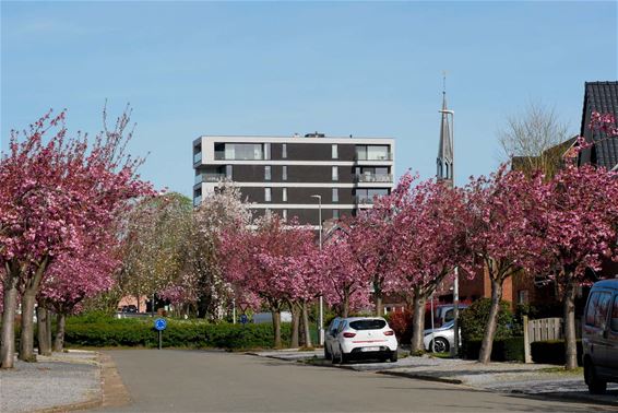 Beringen - Bloesempracht in de Rozenlaan