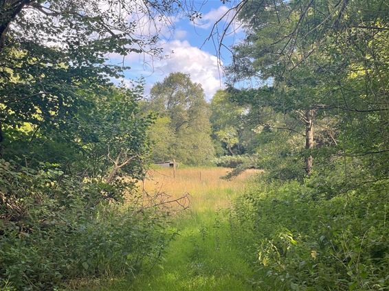 Ruimen van vijvers in de vallei van de Grote Beek - Beringen