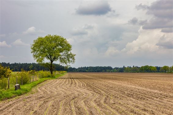 Rust in mei, op de Blekerheide - Lommel