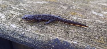 Salamanders op pad - Beringen