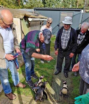 Samana Holheide voert pinguïns bij Bird Palace - Pelt