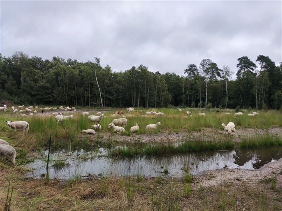 Schapen - en geiten - in het Kolisbos - Bocholt & Pelt