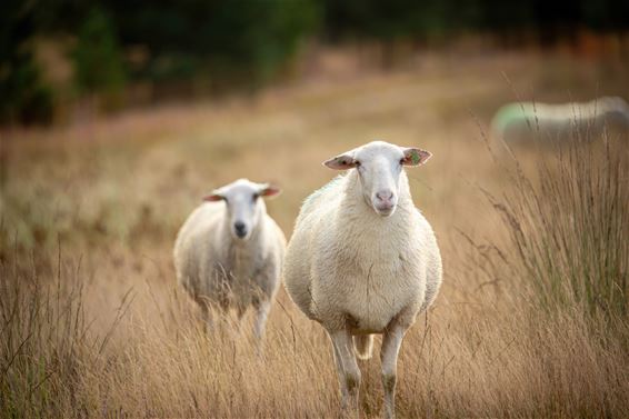 Schapen in de mooie natuur van de Blekerheide - Lommel