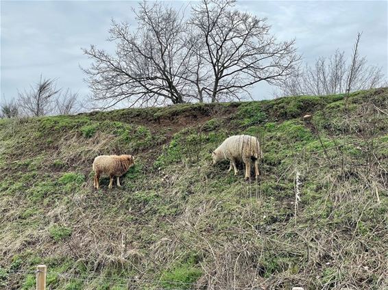 Schapen krijgen naam: Wolly en Bolly - Beringen