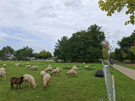 Schapen op scholencampus - Beringen