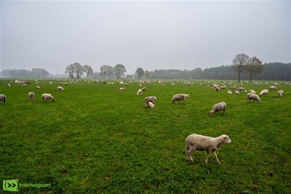 Schapen tellen in de Wolfstraat - Pelt