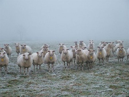 Schapen zonder herder - Neerpelt