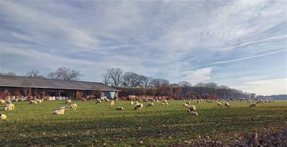 Schapen zorgen voor fris lentegroen - Peer