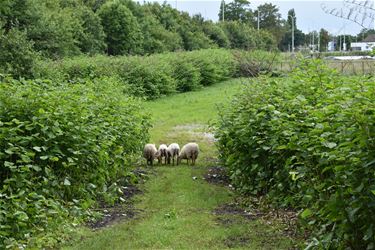 Bree - Schapen zorgen voor natuurlijke begrazing in Bree